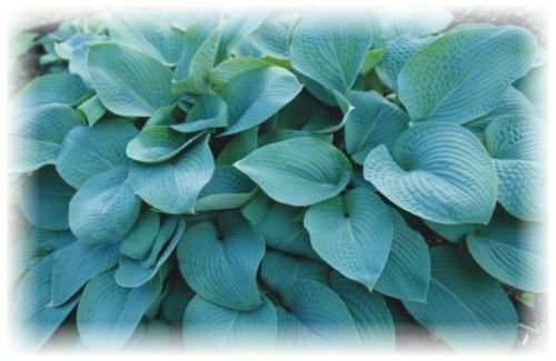 Semi di Hosta blu Wheaton