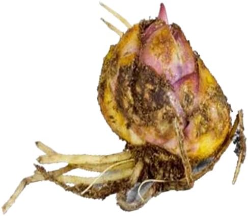 Miniatura 4 de Montego Bay Lily Bulbos grandes, flores llamativas, perennes Montego Bay Orienpet Lily Flower Bulbos para plantar, hermosos y fragantes lirios