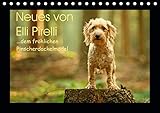 Neues von Elli Pirelli, dem fröhlichen Pinscherdackelmädel (Tischkalender 2020 DIN A5 quer): Bilder eines Pinscherdackels (Monatskalender, 14 Seiten ) (CALVENDO Tiere) - Kathrin Köntopp