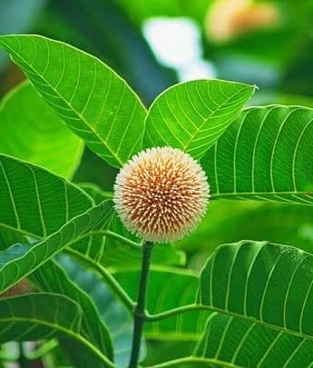 Guruji Plantation Real Live Kadam/Kadamba Medicinal Plant (1 Live Healthy Plant) with Pot