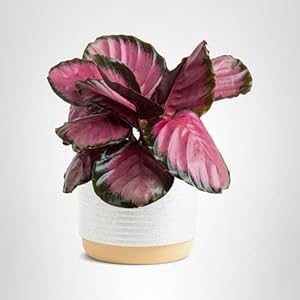Costa Farms Calathea Pink Star Live...