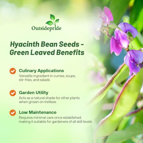 Image of Outsidepride Green Lablab Hyacinth Bean Vine Seeds - 200 Pcs Perennial, Fast Growing Vegetable Seeds for Planting with Fragrant Foliage for Garden & Edible Flower and Pods for Culinary Uses