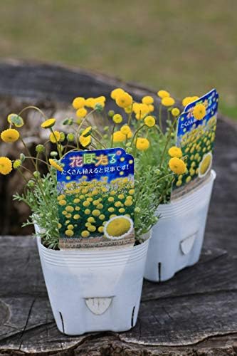 Amazon 福花園種苗 花ほたるの苗 10 5cmポット 鉢