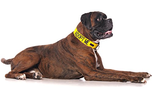 Collier semi-étranglement jaune avec code couleur avertisseur L-XXL - 3