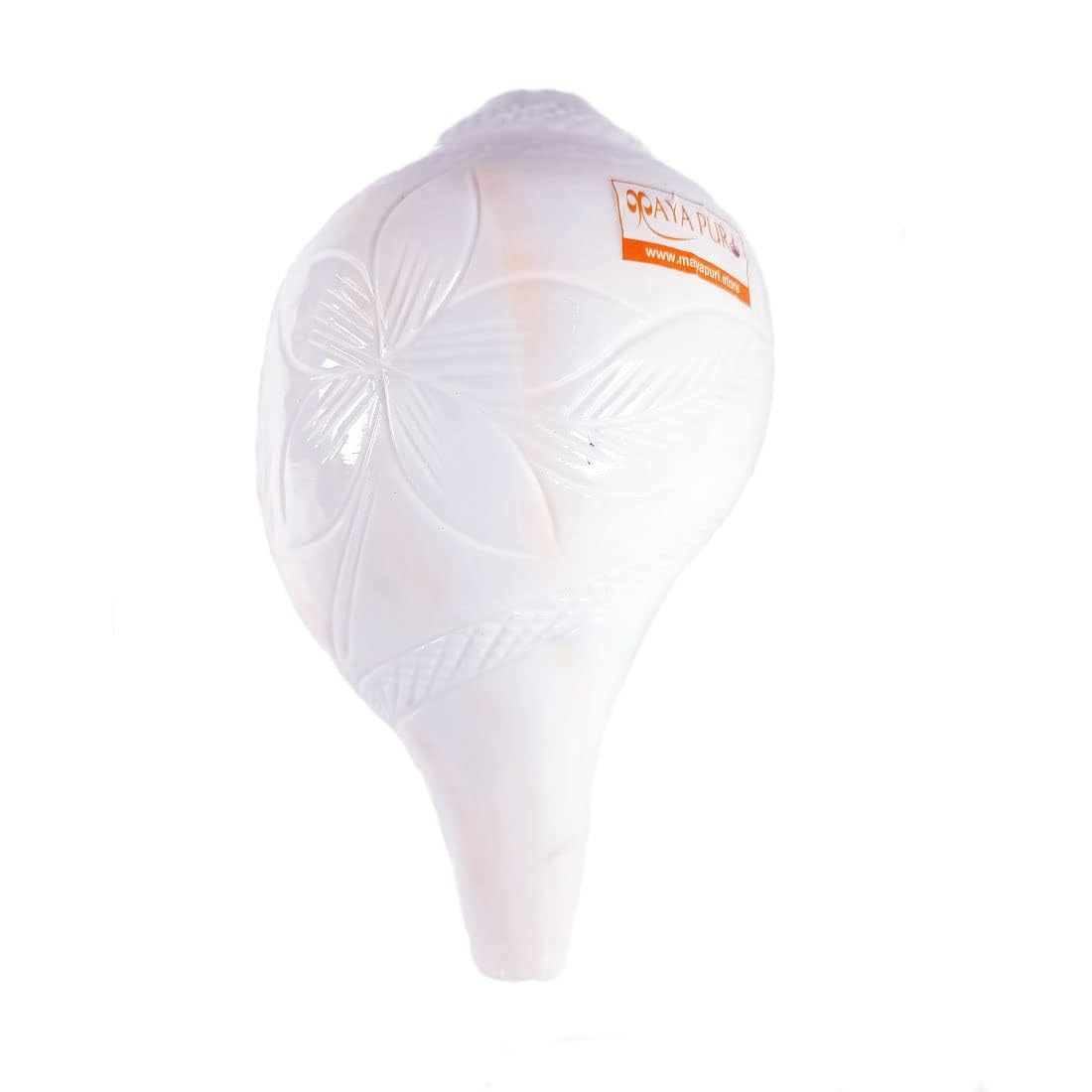 MAYAPURI Original Loud Blowing Shankh for Puja, Natural Blowing Sankha, Bajane Wala Shankha (X-Large (8 inches))