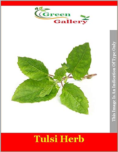 Green Gallery Tulsi Fresh Organic Herb Seeds for Home Terrace and Kitchen Indoor Outdoor Gardening Planting All Season (Pack of 50+ Seeds)
