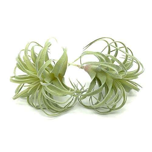Get the Ultimate LowMaintenance Solution with Artificial Air Plants