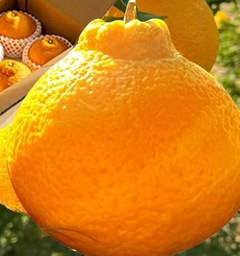 [先行予約]不知火 秀品大玉 6個入 (約2kg) 樹上完熟[KT2]