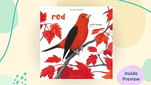 Baby's First Book of Birds & Colors