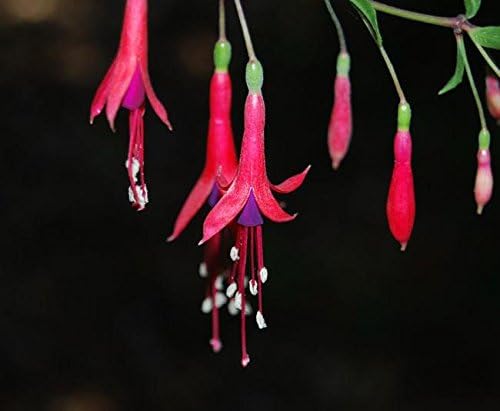 Hardy Fuchsia Seeds (Fuchsia magellanica) Paquete de 15 Semillas