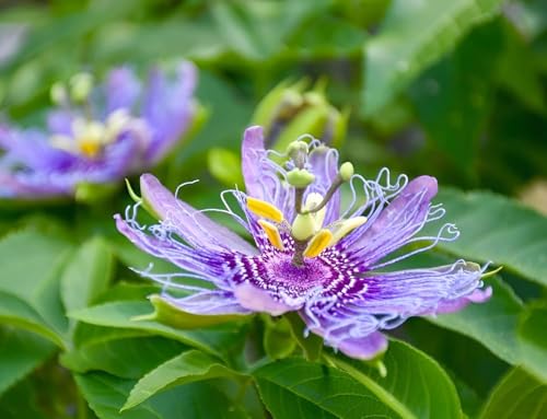 Image of Most Beautiful Fragrange Hybride inch Flower inchTree Plant Pack of 1|| For Home Garden Outdoor Live Flower Tree Plant (Purple Passion)