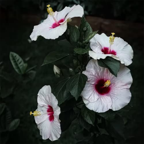 Hibiscus växtfrön kalltålig klättringsanläggning kalltålig balkong växtskydd växt perennial växt jätte hibiskus frö gäst gåva trädgård dekoration utomhus 100 frön