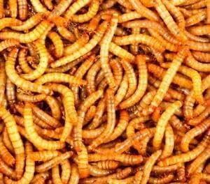 Surmen Legacy 1000 Live Mealworms (3/4-1 Inches) - Gut-Loaded