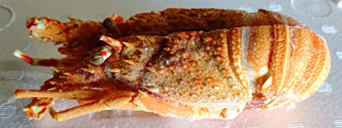 ボイル ロブスター ( ハーフカット ) 約200g(1尾=2個) 冷凍