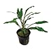 SubstrateSource Cryptocoryne Lutea Live Aquatic Aquarium Plant