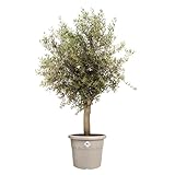 Zoom IMG-2 elho algarve cilindro 30 cm Zoom IMG-2 elho algarve cilindro 30 cm