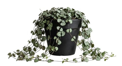 Green String of Hearts Plant Live Trailing Succulent Sweetheart Ceropegia