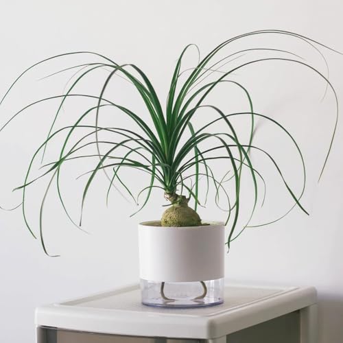 Semillas de Beaucarnea, Beaucarnea recurvata, plantas decorativas, de jardin Plantas exóticas, plantas resistentes en macetas. Plantas reales, maceta de bonsái. Decoración 100pcs