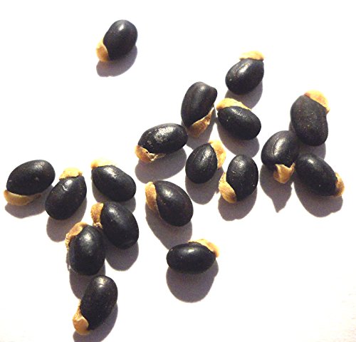 Silberakazie 25 Samen/Pack - Falsche Mimose - Acacia dealbata - ein edles mediterranes Gehölz für Haus, Garten, Terrasse und Balkon