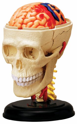 Tedco Human Anatomy Cranial Skull