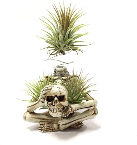 YRDGRG Hars Air Plant Houders, Tilandsia Container, Gothic Skelet Planter, Halloween Plant Pot, Tillandsia Pot, Schedel Tafelblad Display Planters voor Luchtplanten en Andere Mini Planten