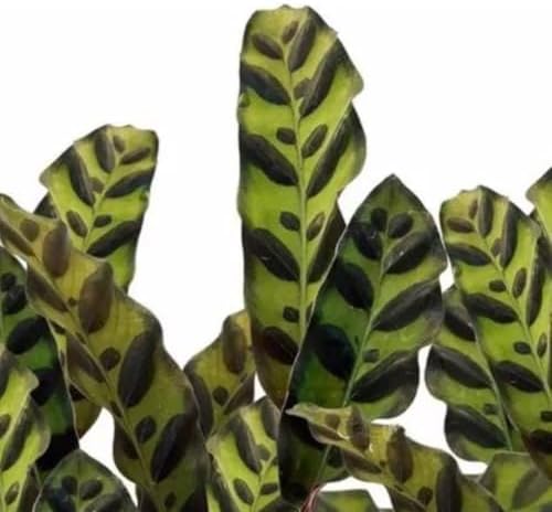 Muda Maranta Cascavel - Calathea Insignis - Planta Natural