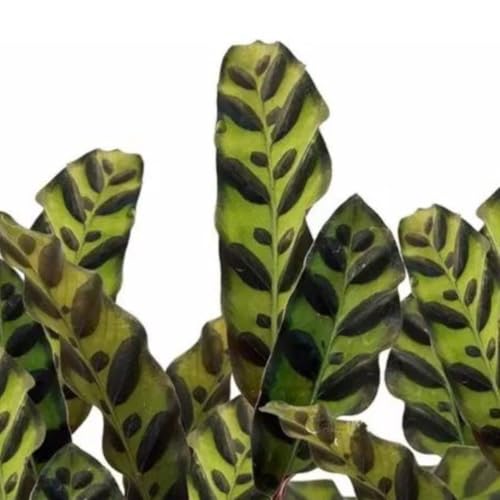 Muda Maranta Cascavel - Calathea Insignis - Planta Natural