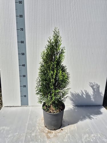 Thuja occidentalis “Smaragd”, Conifera Sempreverde Ornamentale a Colonna - Foto Reali - Vivai Giulian Giovani Piante