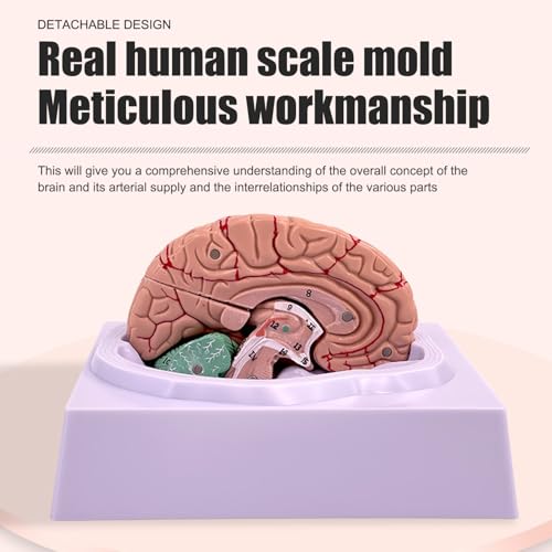 Modèle de cerveau humain 8 parties pour enseignement des sciences - 5