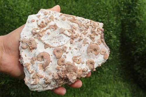 Image of Ammonites & Gastropods Plate Cretaceous Fossils Fossils from Morocco Fossil Rock ammonites Fossil from Morocco A193