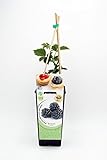 Mora ECO 2l