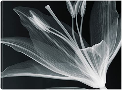 Fine Art Canvas Lilium Glow Canvas Print by Artist Hugh Turvey for Living Room, Bedroom, Bathroom, Kitchen, Office, Bar, Dining & Guest Room - Wall Decor Ready to Hang - 60'W x 45'H