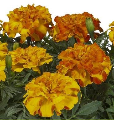 Marigold Endurance Sunset Gold 100 Seeds