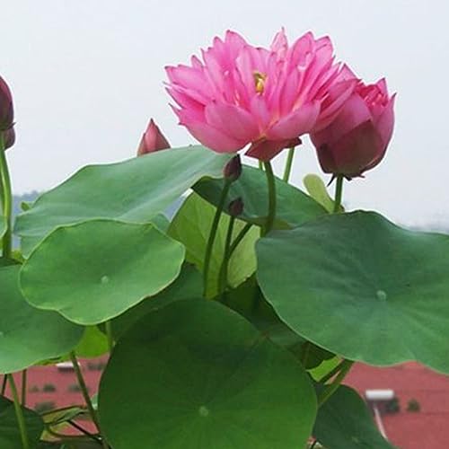 PERZOE 10 piezas de semillas de plantas de estanque de flores de lirio de agua de loto Bonsai, decoración de jardín Lirio de agua