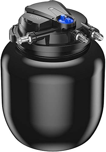 Nasen (Algenfresser) im Teich Alle Infos und Details