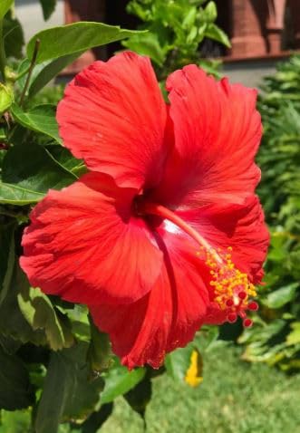 OyeBoy Red Hibiscus Plant/Hibiscus rosa-sinensis 1 Rare Exotic Healthy Live Flower Plant - Healthy Live Plant With 4Inch Black pot (B0D93C712H) Amazon Price History, Amazon Price Tracker