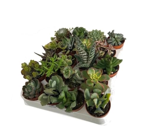 Pack de 20 Plantas Crasa, Mix de suculentas variadas. Mix de plantas Crasas, en maceta de 5 cm. Suculentas con hojas gruesas que almacenan agua, ideales para climas secos. Segura Garden.