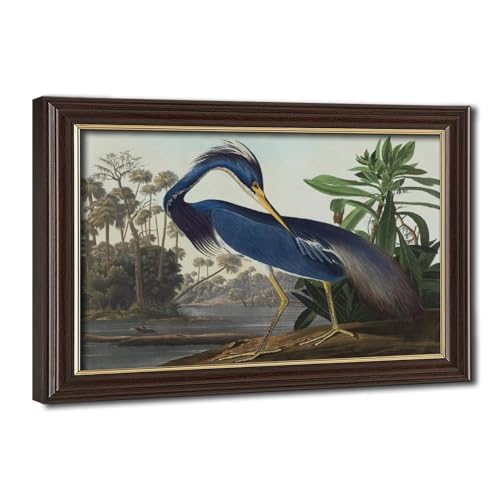 Héron de Louisiane d'Audubon en impression sur toile haut de gamme encadrée
