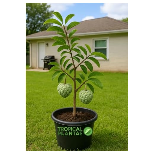 Sugar Apple Live Fruit Tree - Tropical Variety