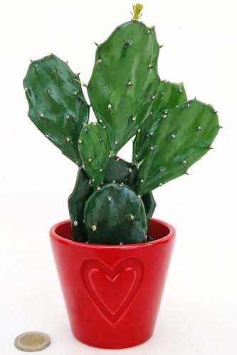 OPUNTIA INDICA, FICO D'INDIA MICRO IN VASO CERAMICA CUORI, IDEALE PER SCRIVANIA, piante vere