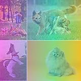 Fabulous Ambiance for Dogs Training