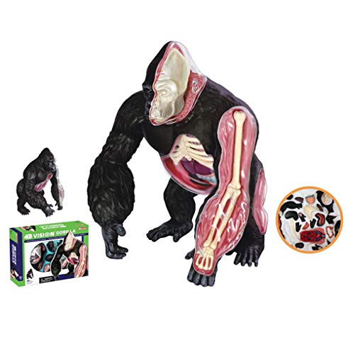 3D Details Puzzle Toys, Transparent Anatomy of Viscera And Bones of Animal Silverback Ape Model, Children DIY Model, 29PCS