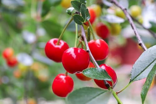 10 Evans Sour Cherry Tree Seeds for Planting - Prunus cerasus 'Evans'