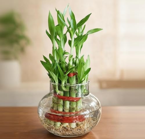 Image of Two layer lucky bamboo in Glass Pot | For Living Room or Office table | indoor plants for good luck and air purification