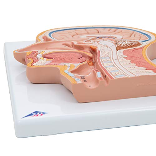 Image of 3B Scientific C12 Median Section Head - 3B Smart Anatomy