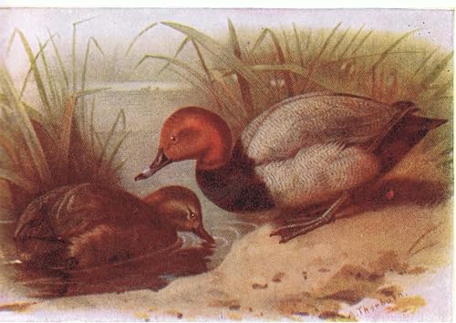 Cuadro de porrón SERENDIPITP, arte clásico de 60x90cm para transformar las paredes de casa