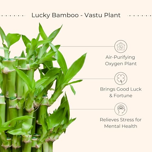Image of Greenkin Vastu Plants Combo for Home Indoor | Lucky Plants | Feng Shui and Vastu Items