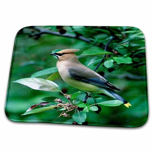 3dRose Bathroom Bath Rug Mat - Cedar Waxwing Bird Perched on a Branch - US24 BFR0099 - Bernard Friel Birds