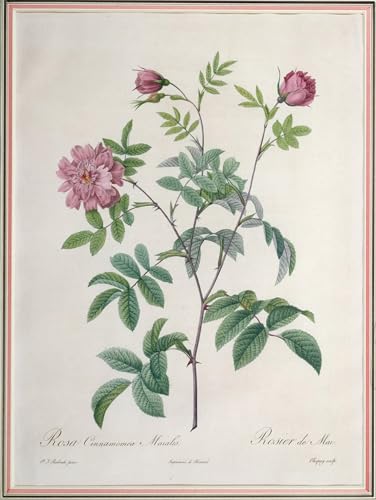 Cuadro en Lienzo Rosa Cinnamomea de Pierre Redouté 60x90cm para Oficina
