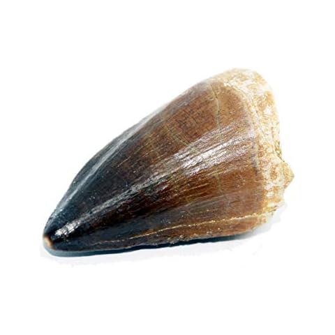 Large Mosasaur Tooth Fossil from TeachTastic Cover